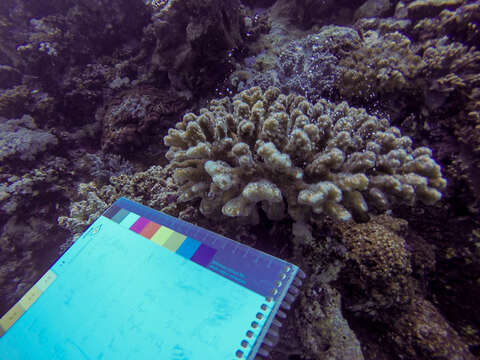 Image of Cauliflower coral