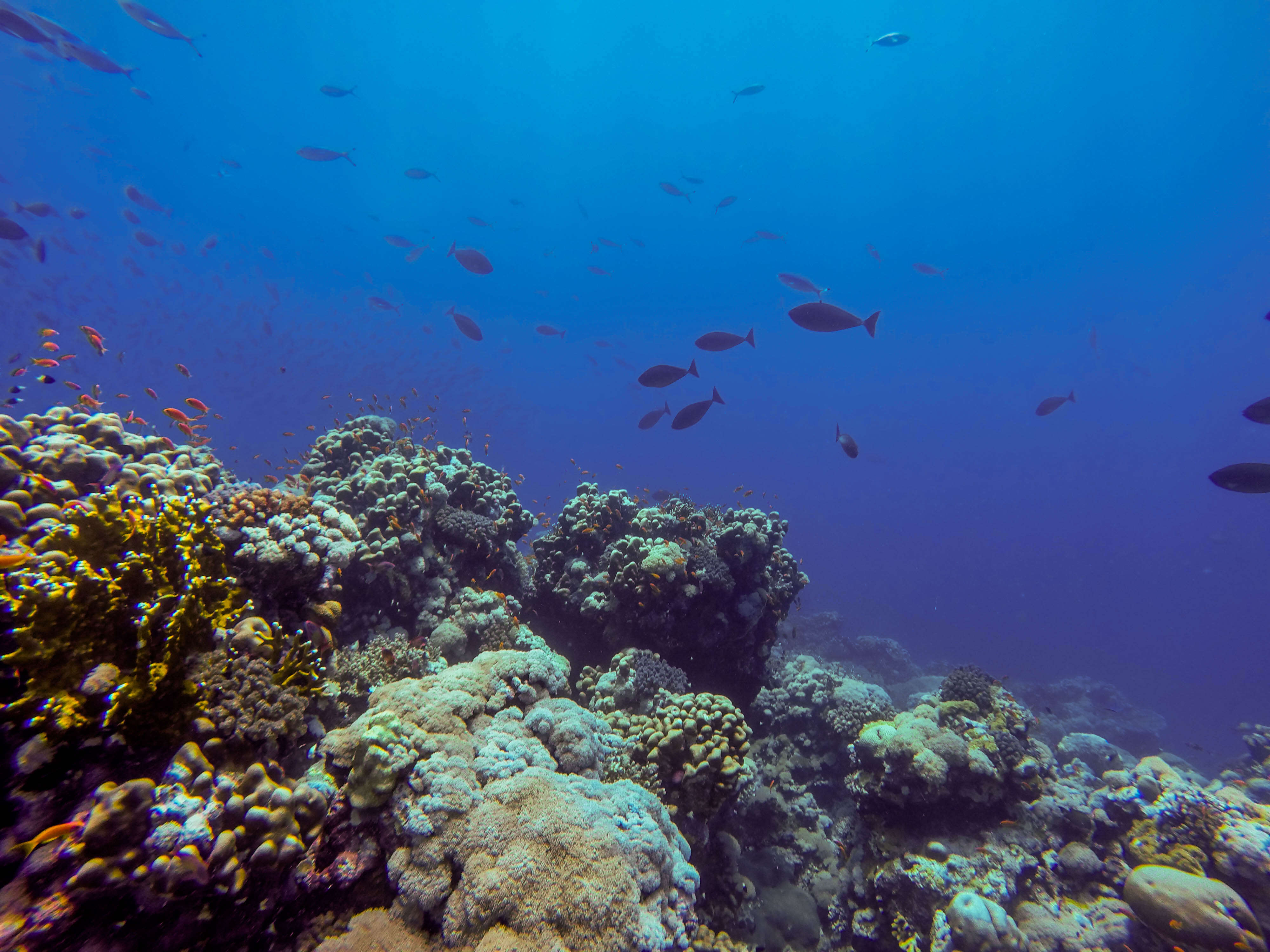 Imagem de Anthias-dourado