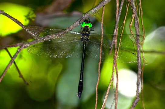 Image of Macromia chalciope Lieftinck 1952