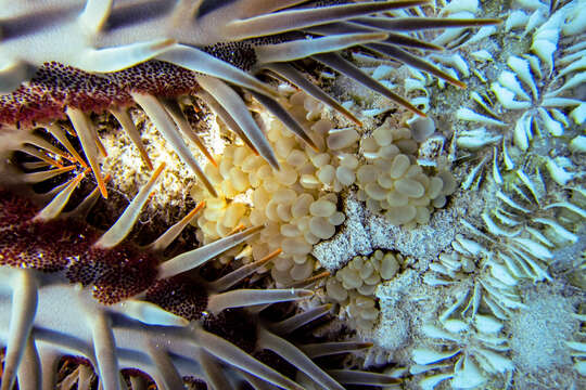 Image of crown of thorns starfish