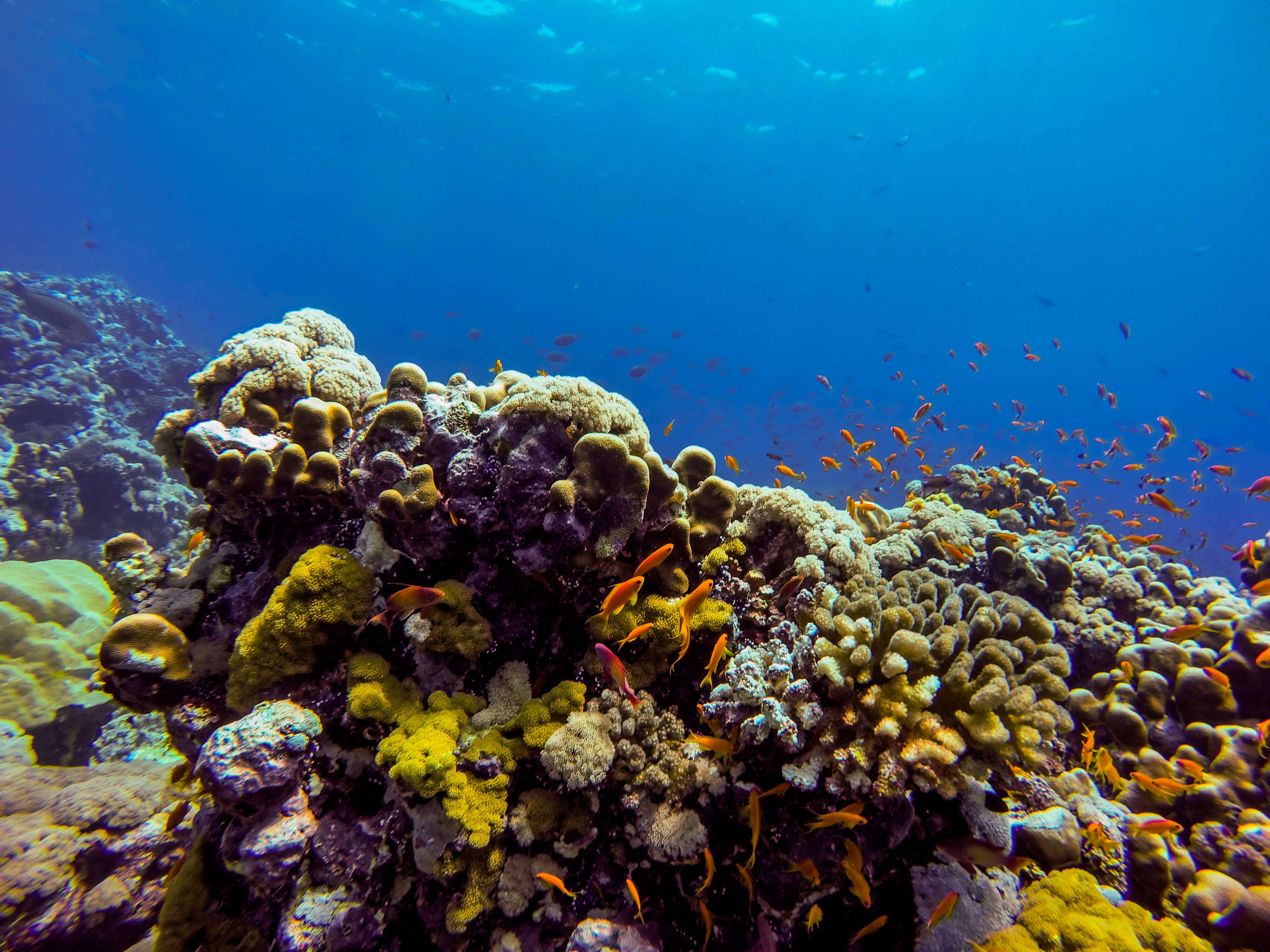 Imagem de Anthias-dourado