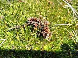 Image of Dracophyllum prostratum T. Kirk