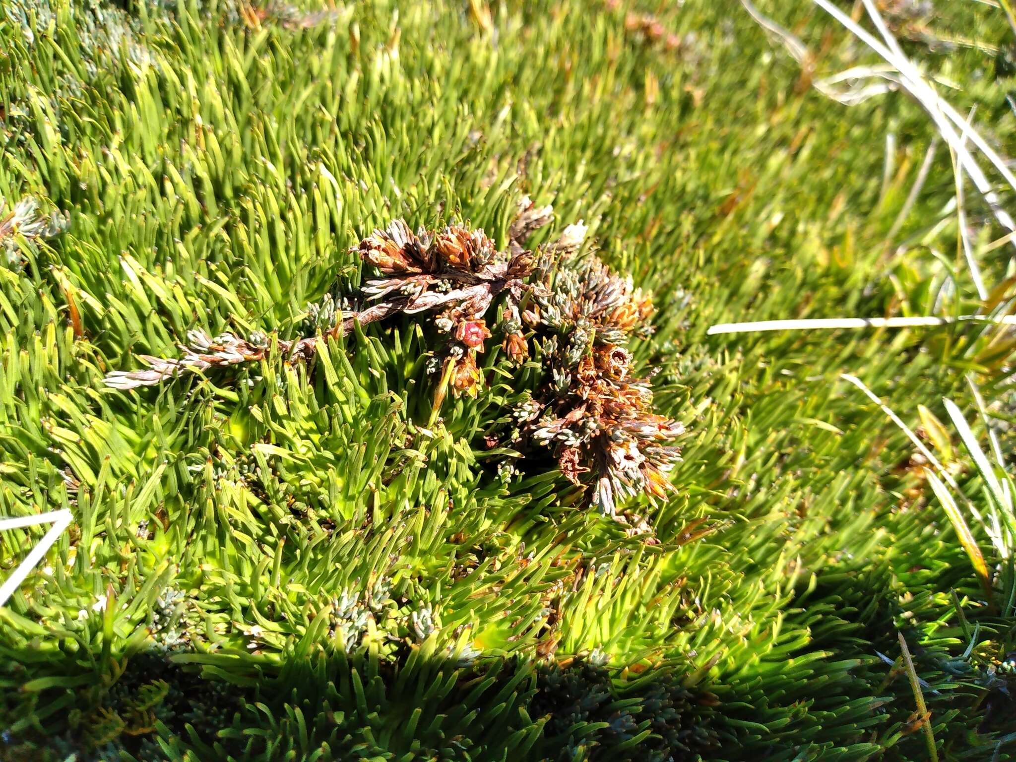 Image of Dracophyllum prostratum T. Kirk