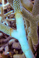 Image of Small base staghorn coral