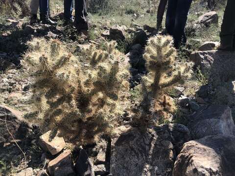 Image de <i>Cylindropuntia chuckwallensis</i>