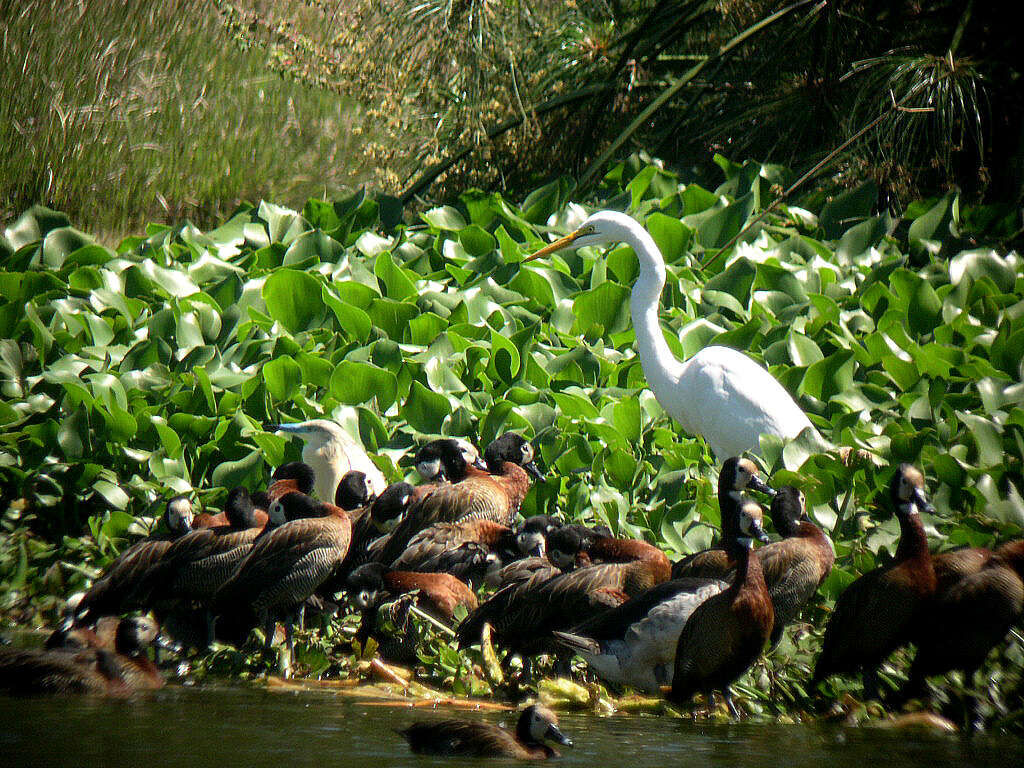 Image of White-faced Whistling Duck