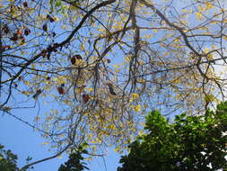 Image of yellow poui