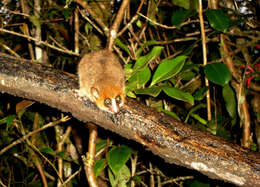 Image of Brown Mouse Lemur