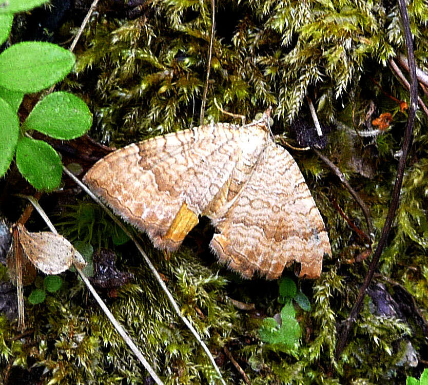 Image of Camptogramma bilineata