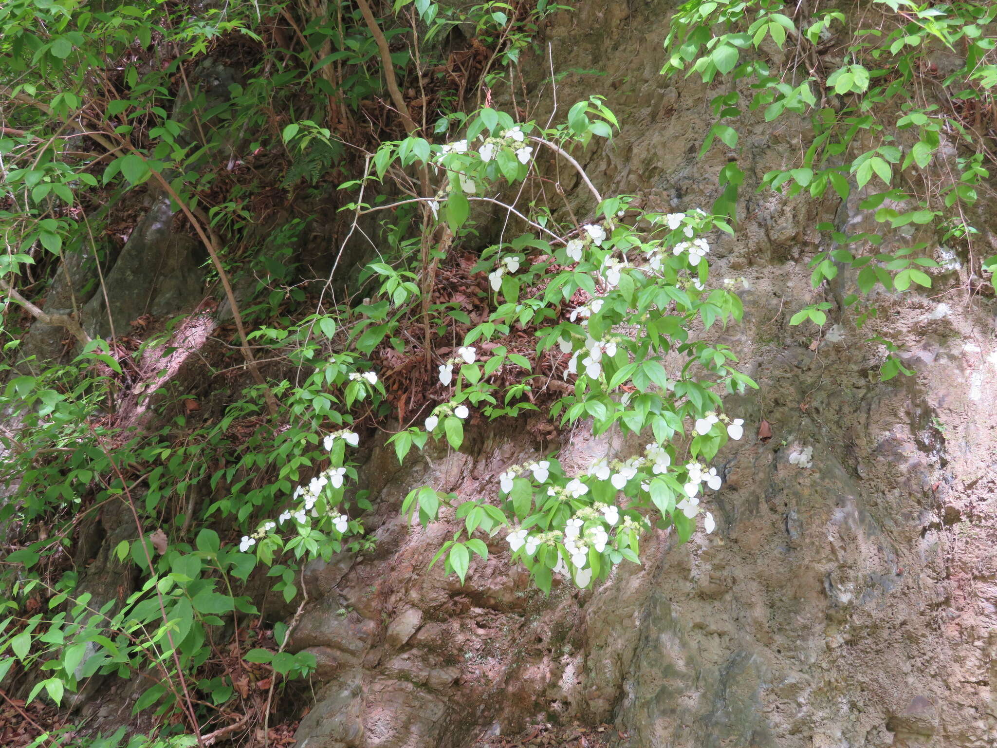 Image of Hydrangea scandens (L. fil.) Ser.