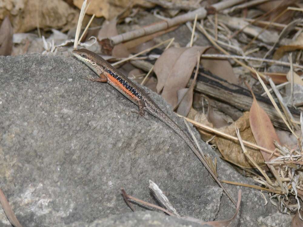 Image of Lined Rainbow-skink