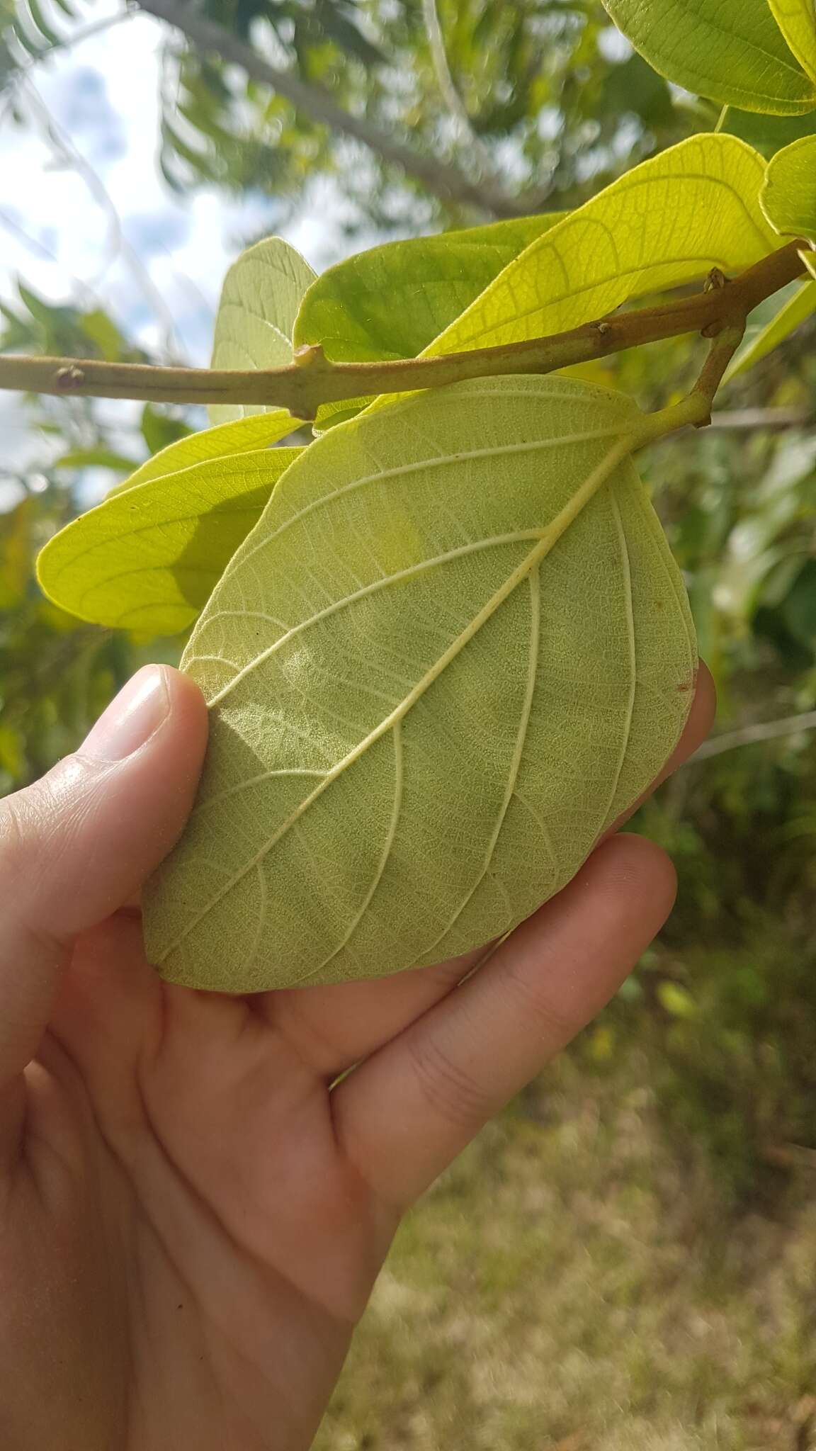 Imagem de Amphilophium elongatum (Vahl) L. G. Lohmann