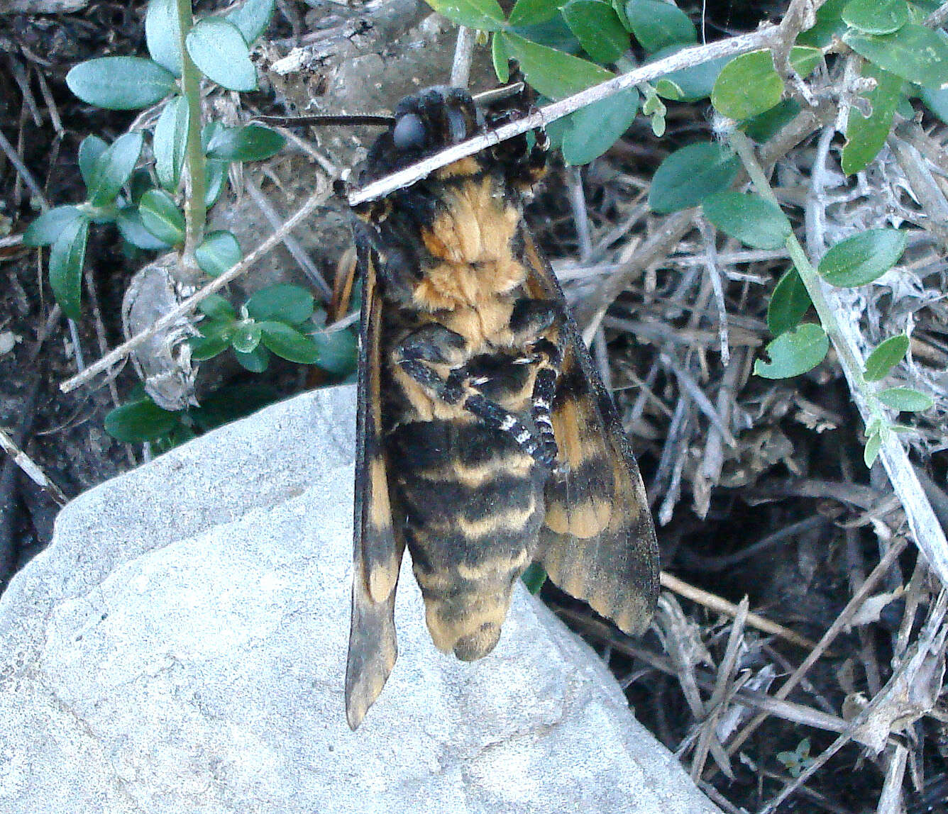 Imagem de Acherontia atropos (Linnaeus 1758)