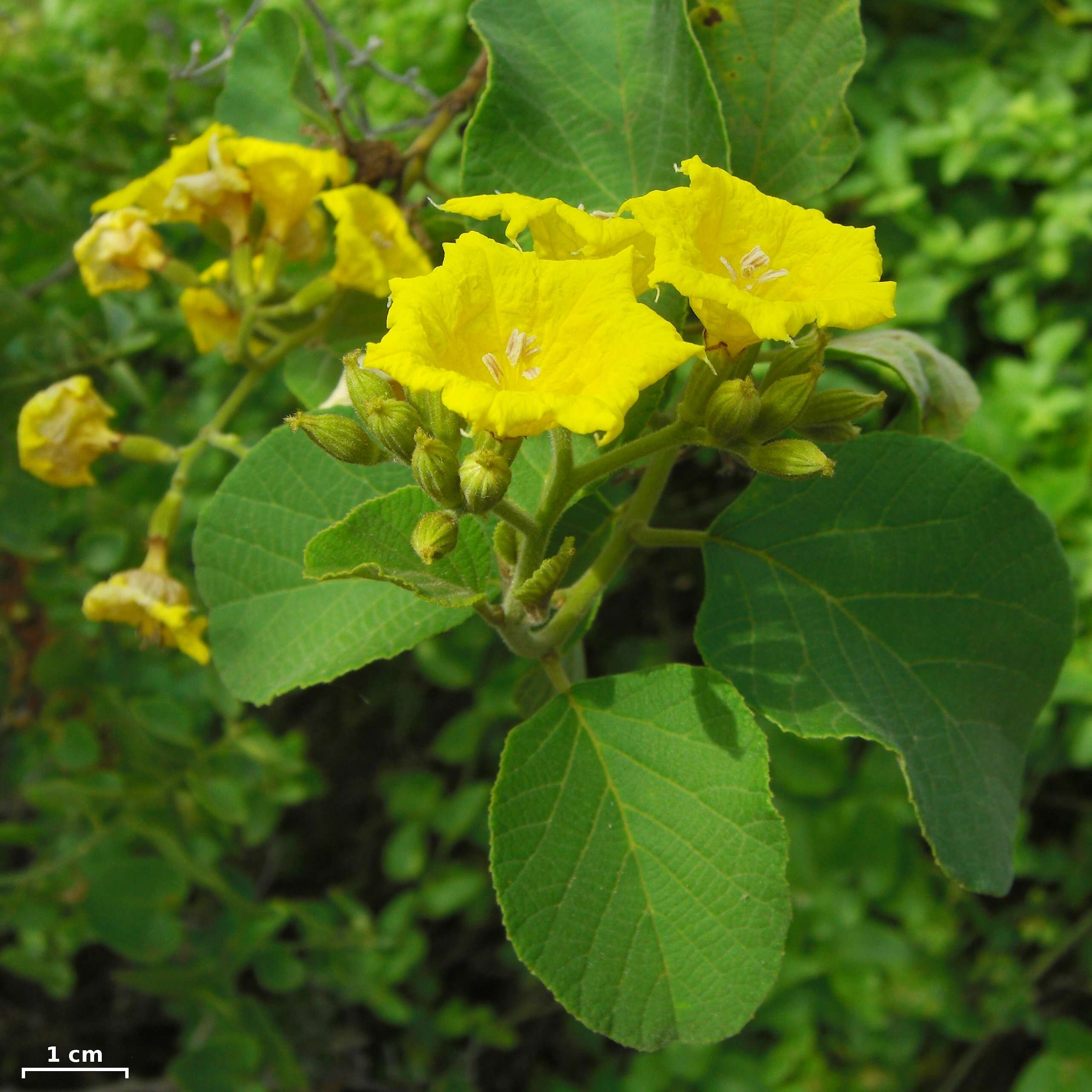 Слика од Cordia lutea Lam.