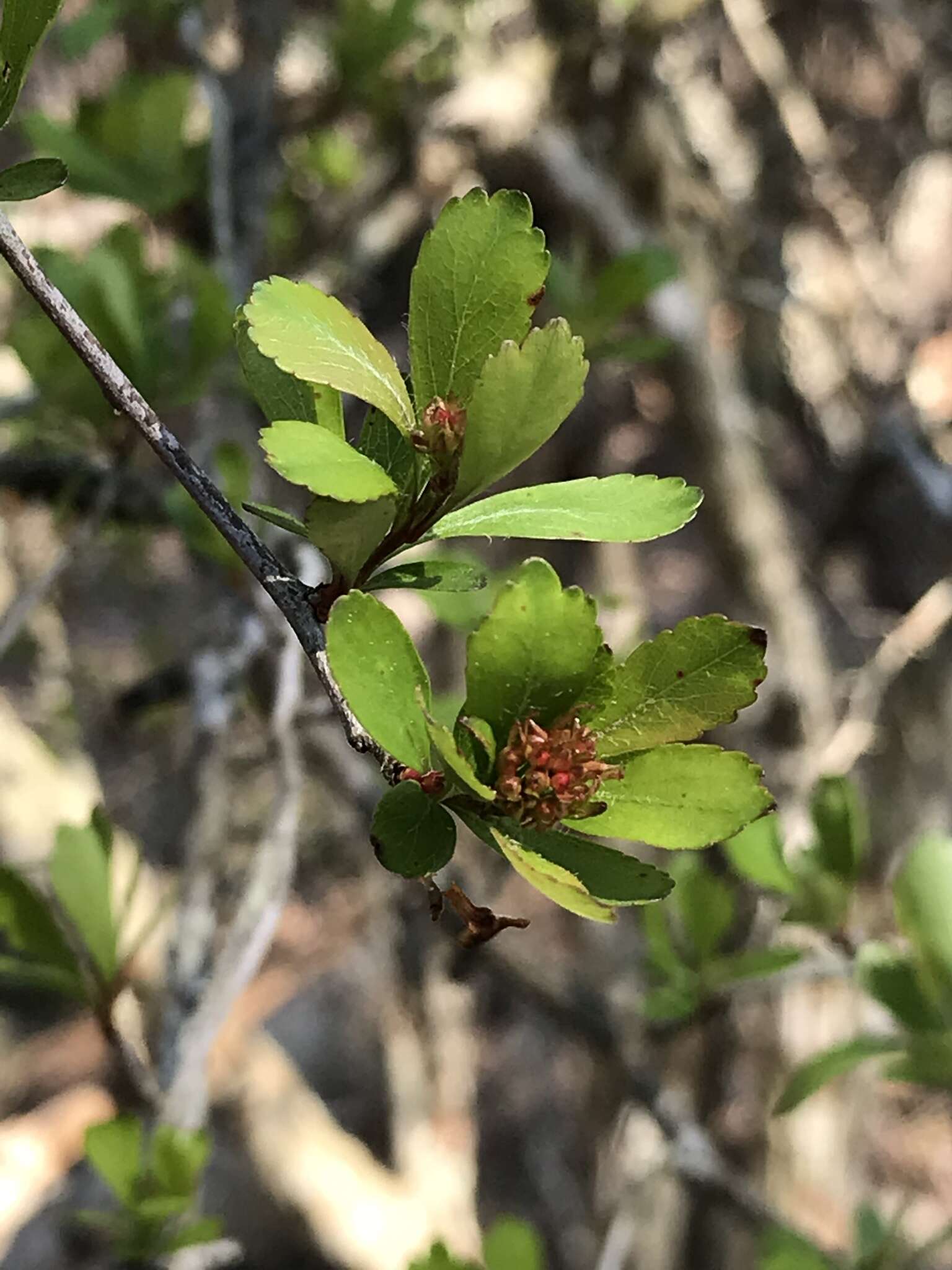 Image de Crataegus spathulata Michx.