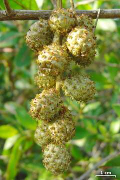 Image of mangrove