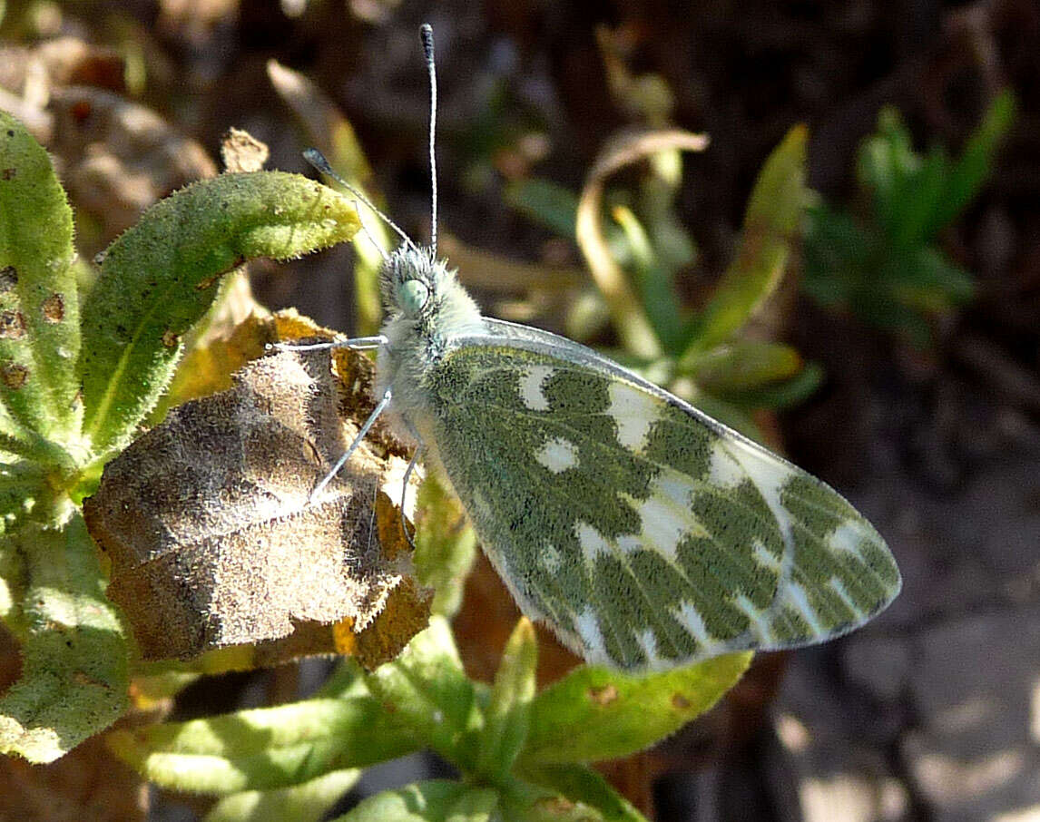 Image of Bath White