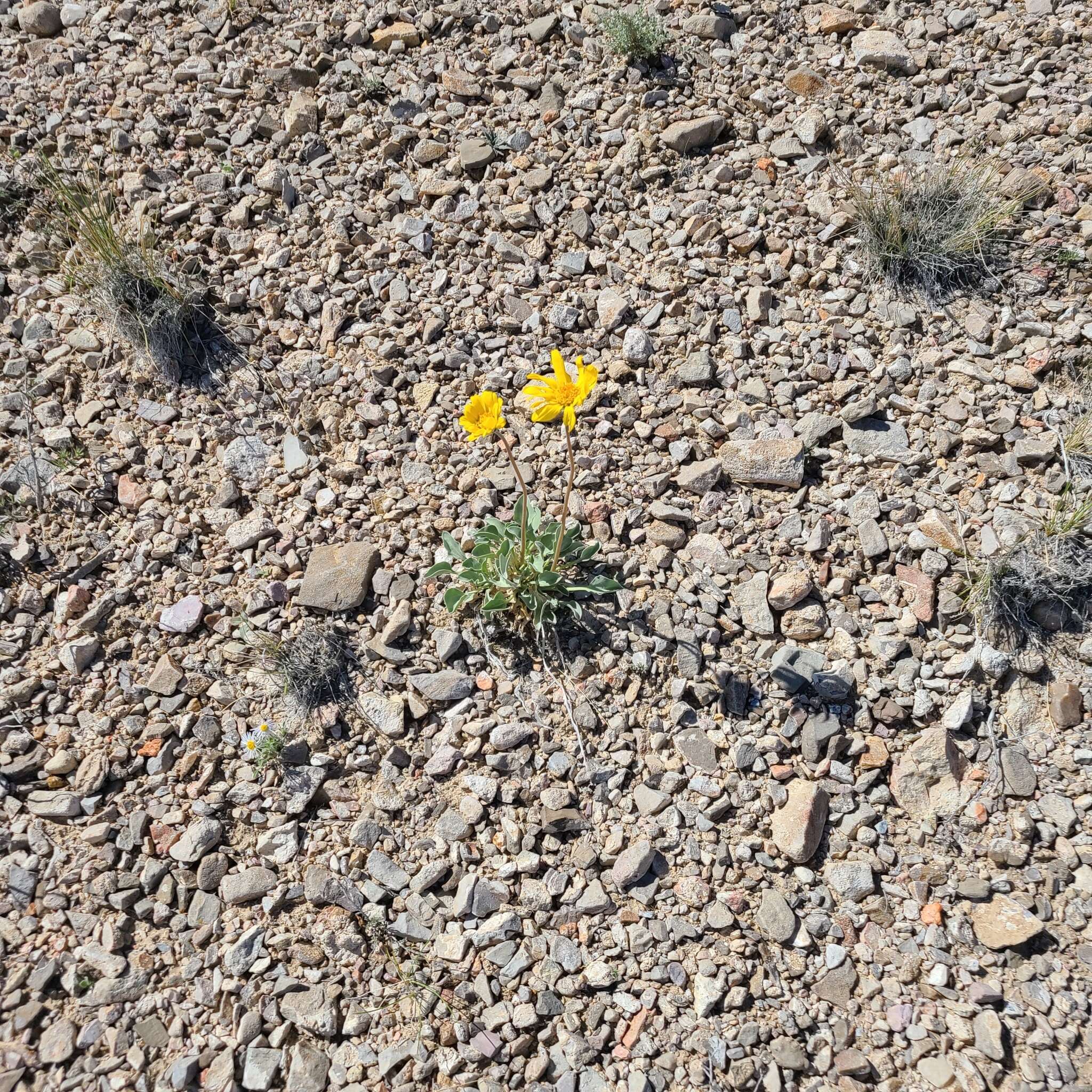 Image of nakedstem sunray