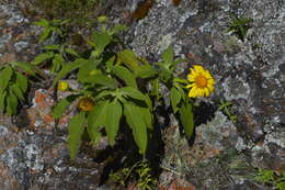 Image of Tithonia calva Sch. Bip.