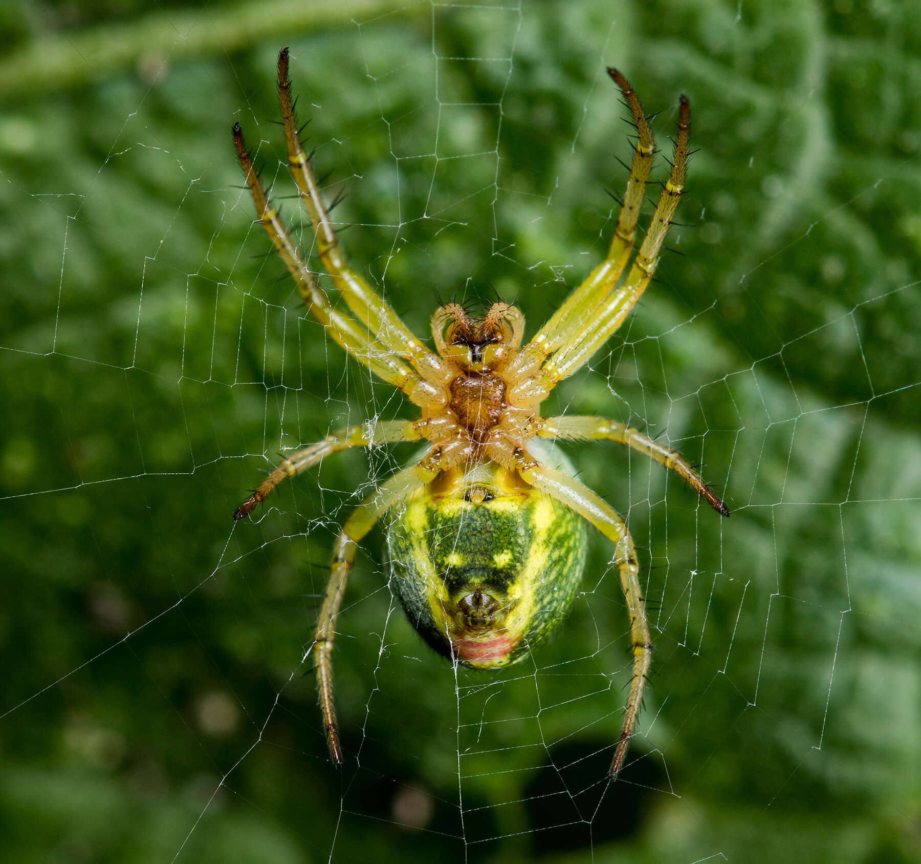 Image of Araniella villanii