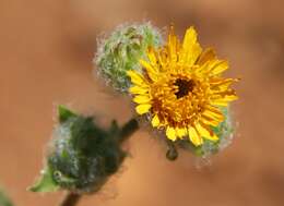 Plancia ëd Hulsea californica A. Gray