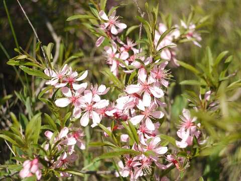 Imagem de Prunus tenella Batsch