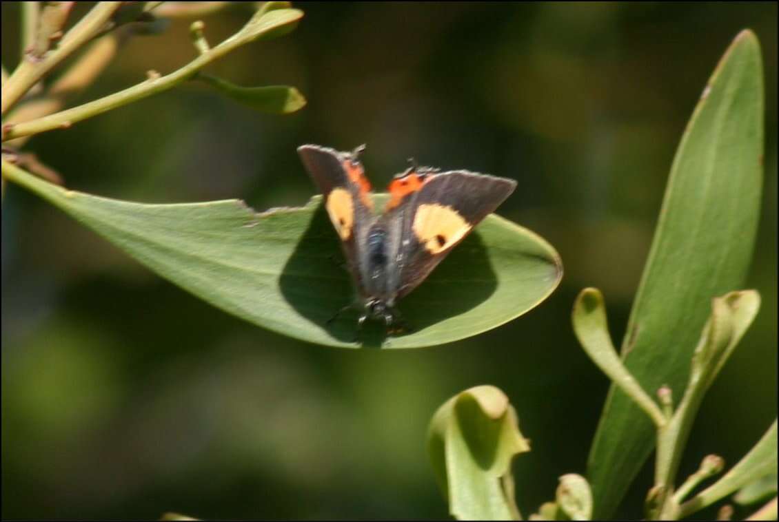 Imagem de Pseudalmenus chlorinda (Blanchard 1848)