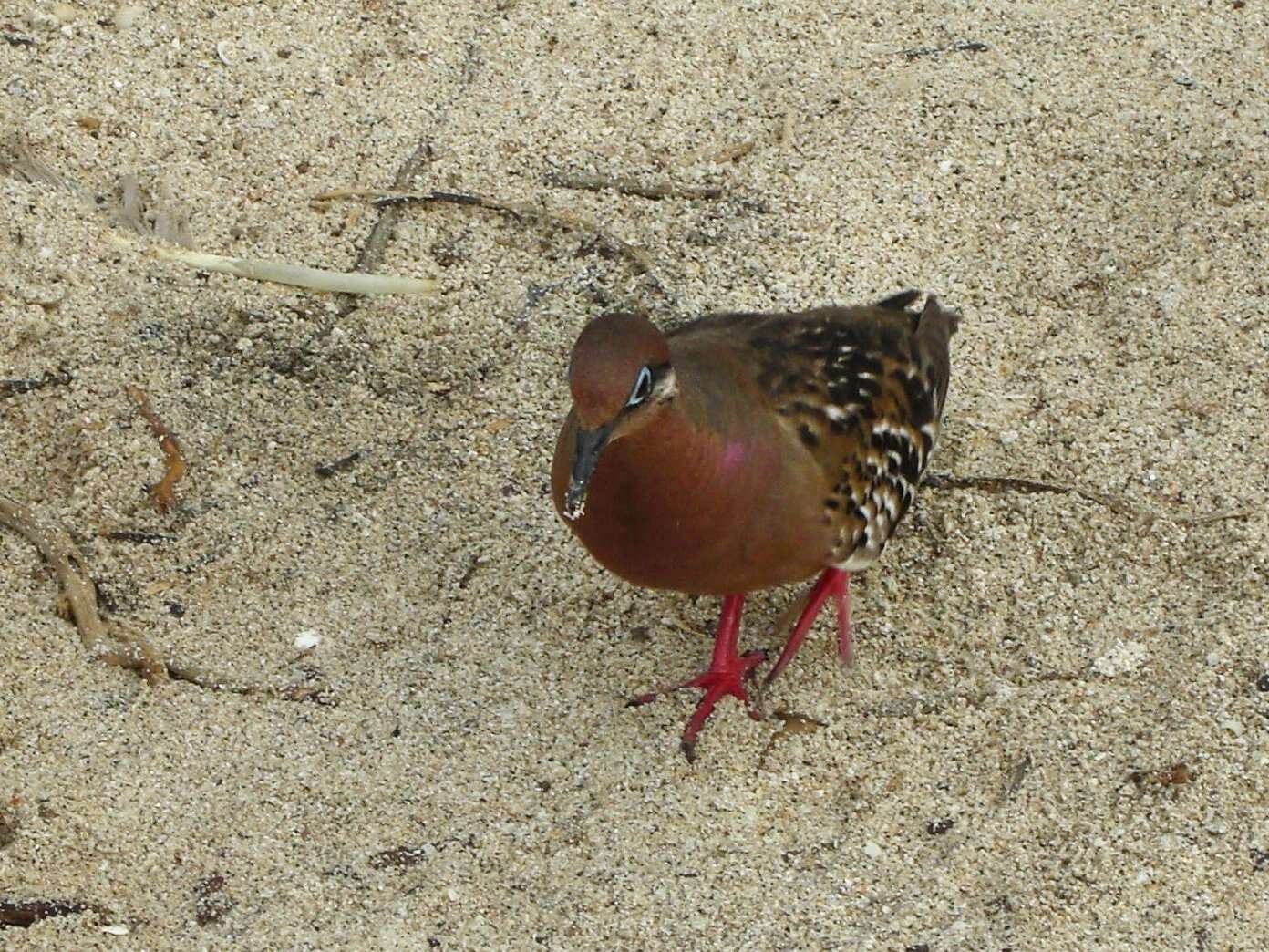 Image de Tourterelle des Galapagos