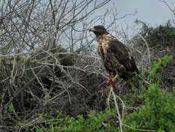 Image of Galapagos Hawk