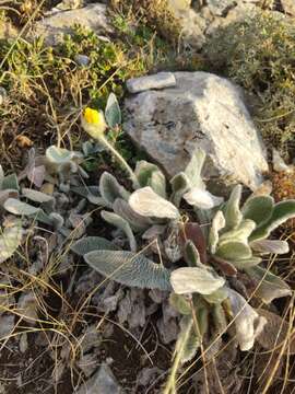 Image of Hieracium pannosum Boiss.