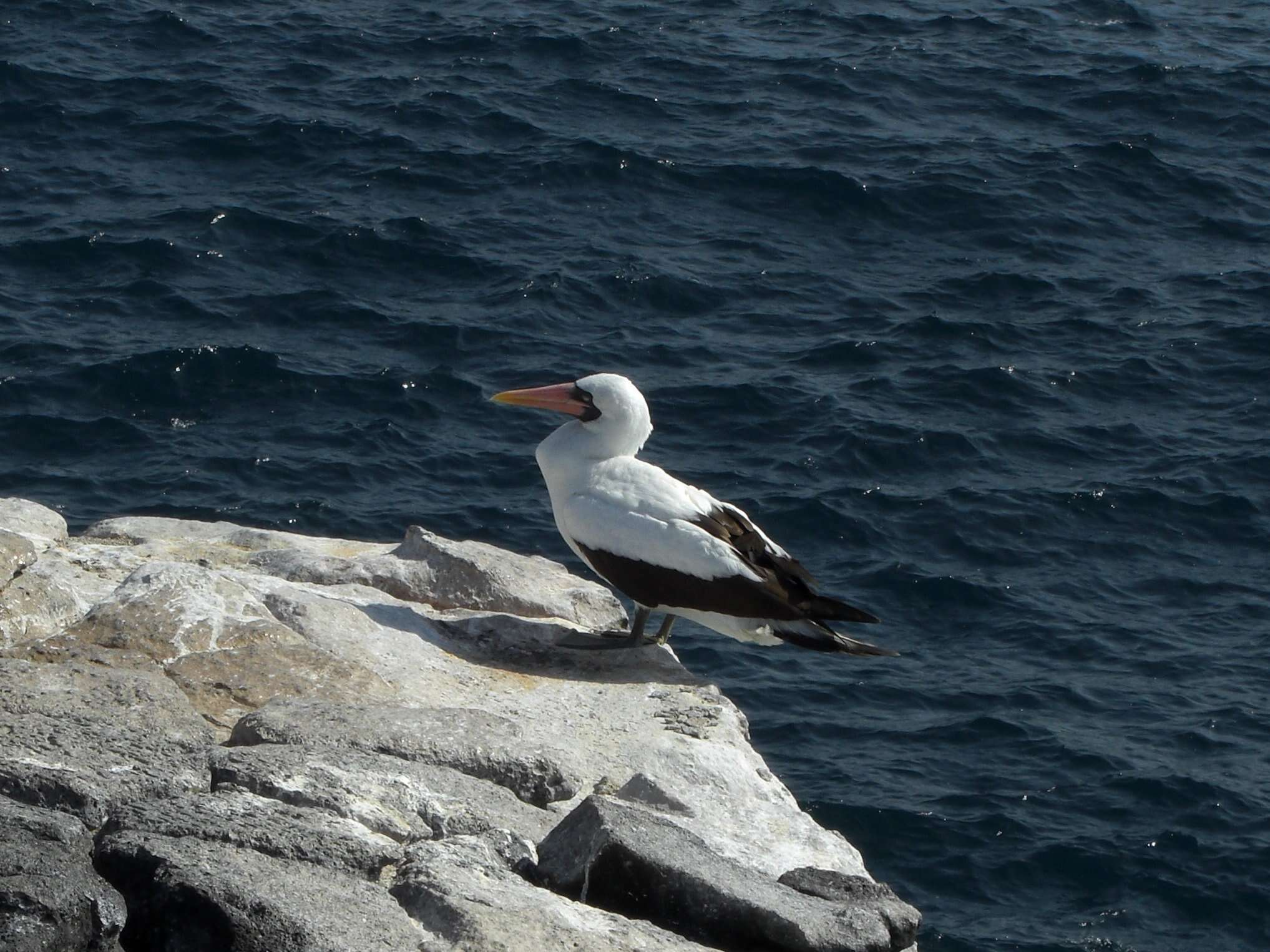 Image of Nazca Booby