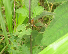 Слика од Conocephalus (Anisoptera) versicolor (Redtenbacher 1891)