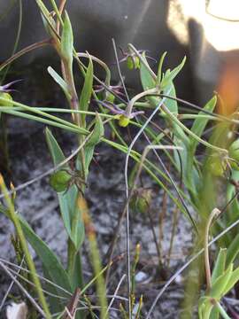 Image of Ornithoglossum viride (L. fil.) Dryand. ex W. T. Aiton