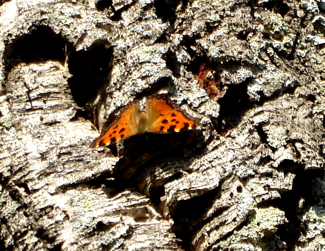 Nymphalis polychloros Linnaeus 1758 resmi