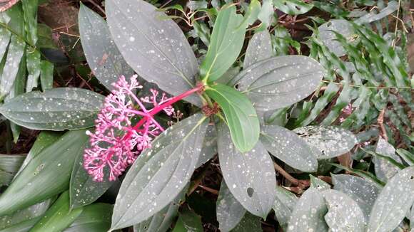 Слика од Medinilla formosana Hayata