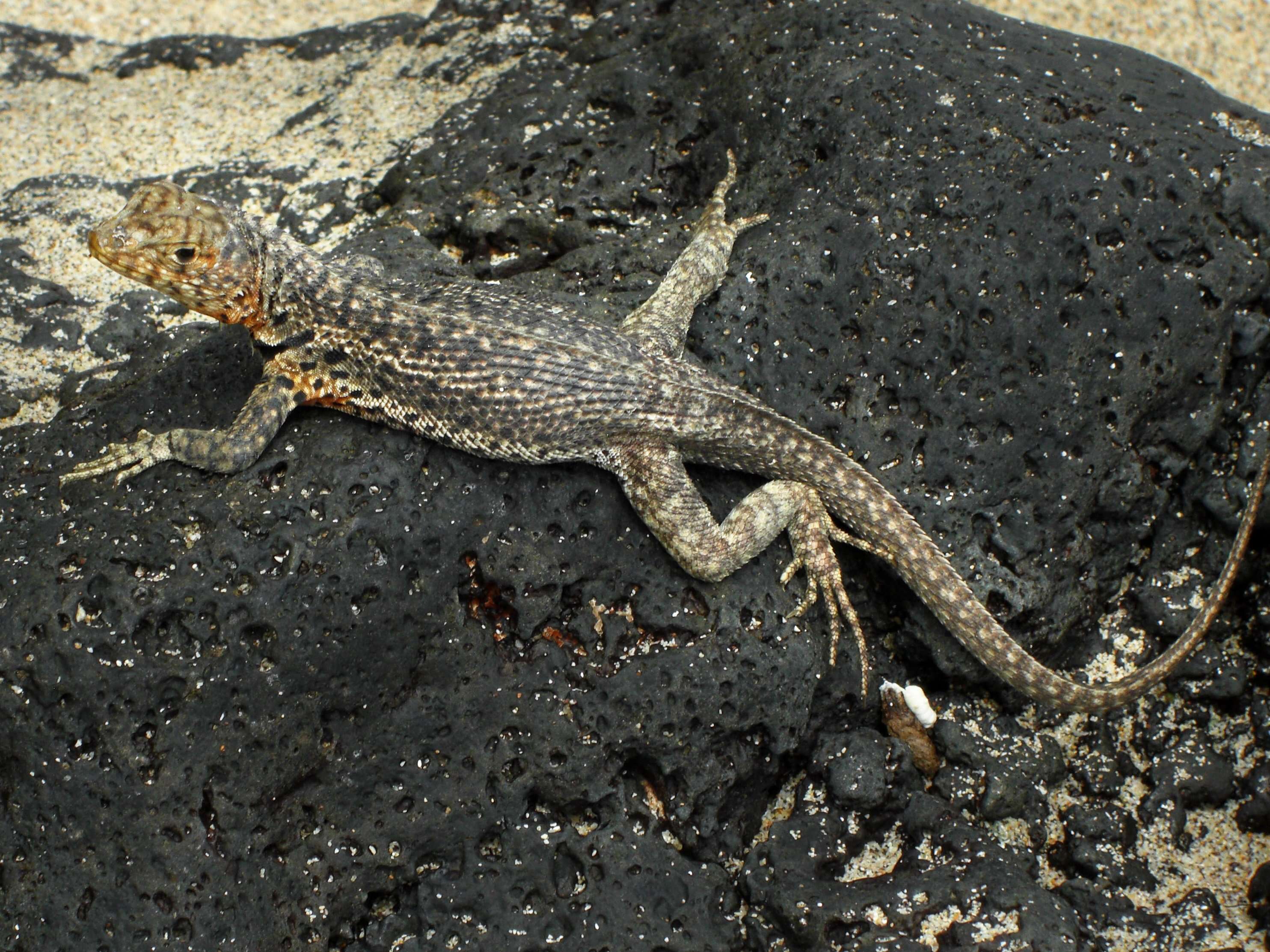 Image of lava lizard