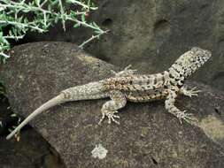 Image of lava lizard