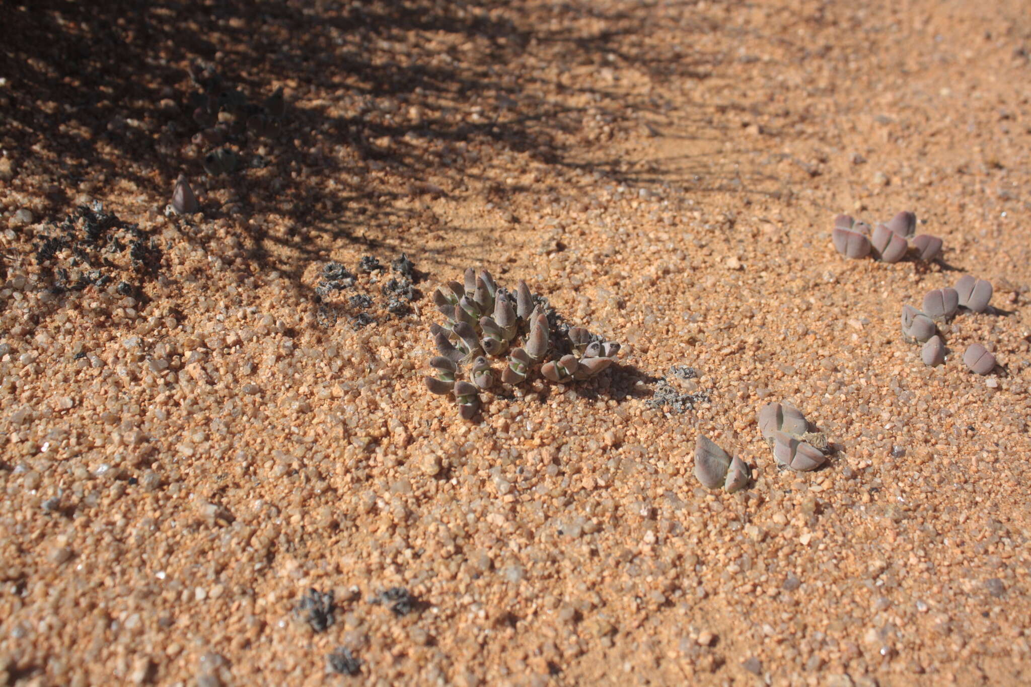 Image of Cheiridopsis gamoepensis S. A. Hammer