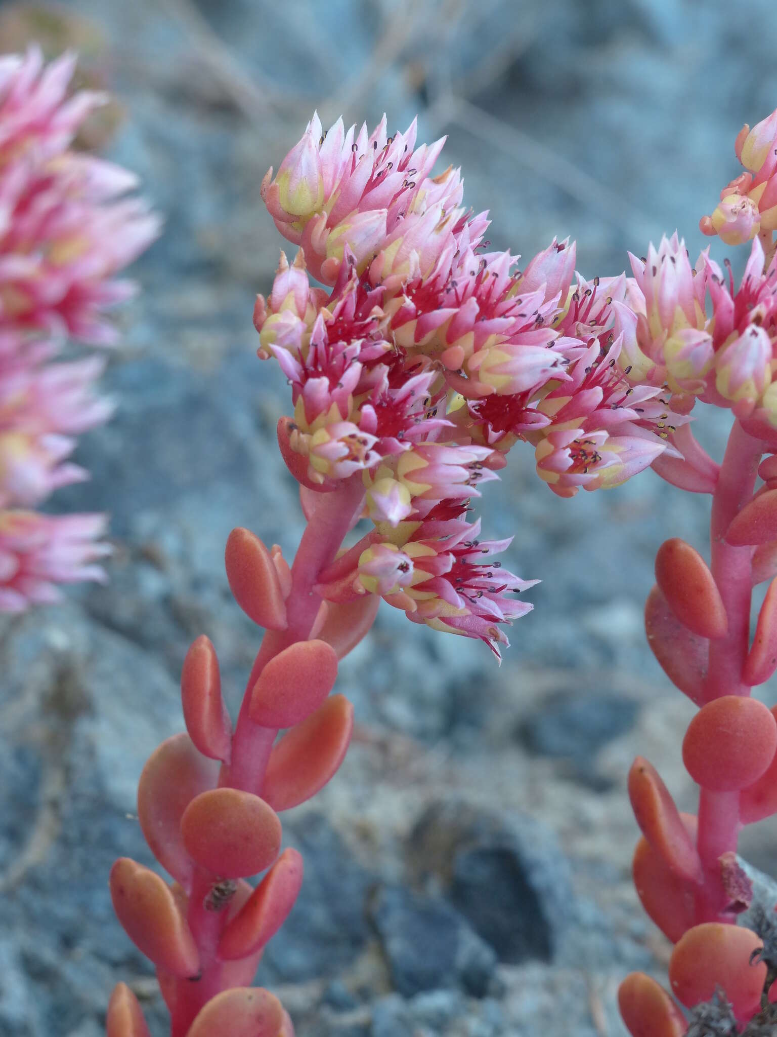 Sedum laxum subsp. laxum的圖片