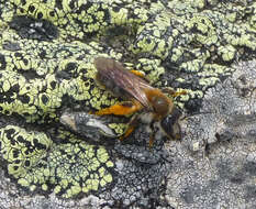 Image of Yellow map lichen;   World map lichen