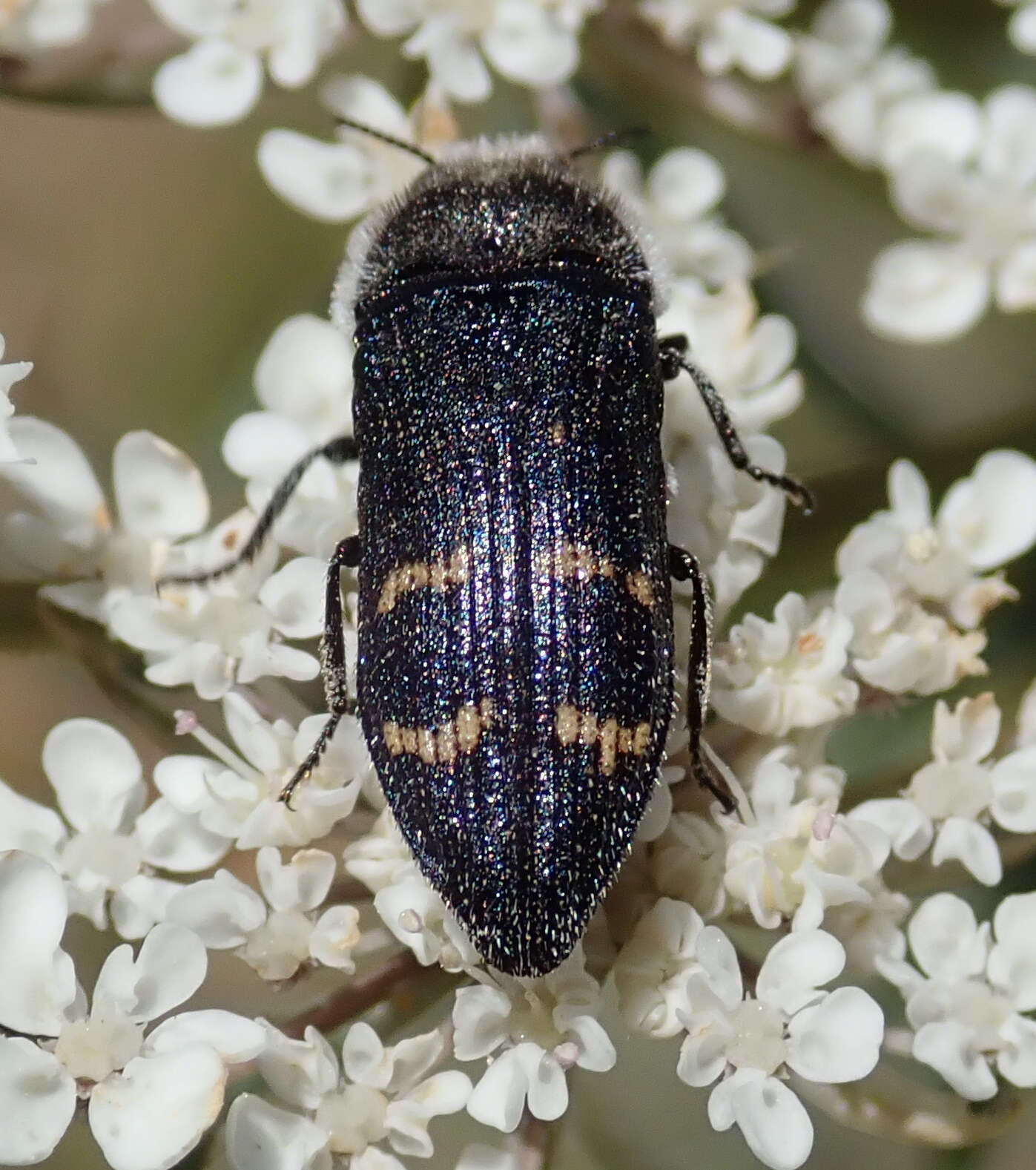 Image of Acmaeoderella flavofasciata (Piller & Mitterpacher 1783)