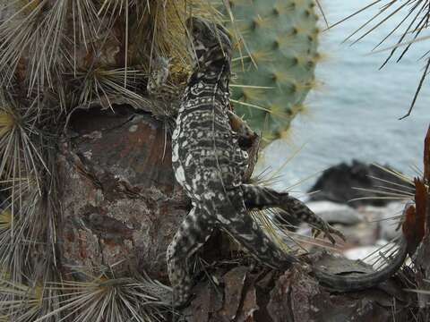 Image of marine iguana