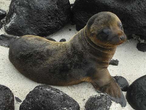 Image of Galapagos Sea Lion