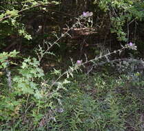 Image of Cirsium laniflorum (M. Bieb.) Fischer