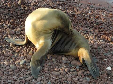 Image of Galapagos Sea Lion