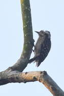 Image of Sunda Pygmy Woodpecker