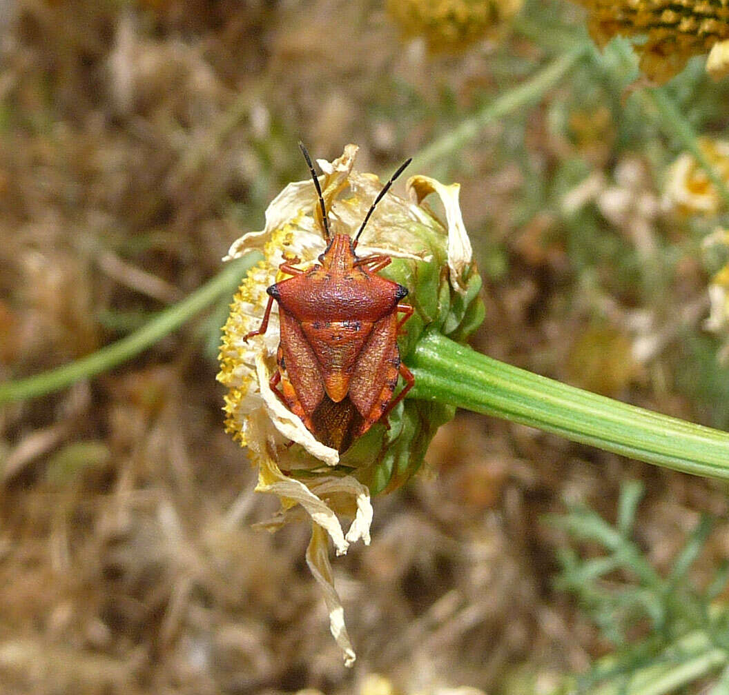 Image of <i>Carpocoris mediterraneus</i>