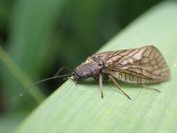 Image of Alderfly