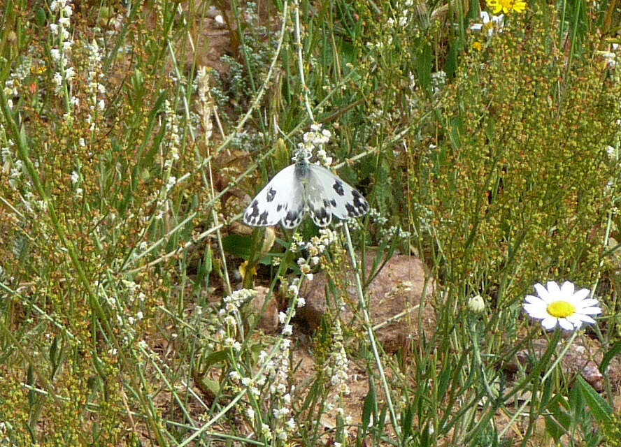 Image of Bath White