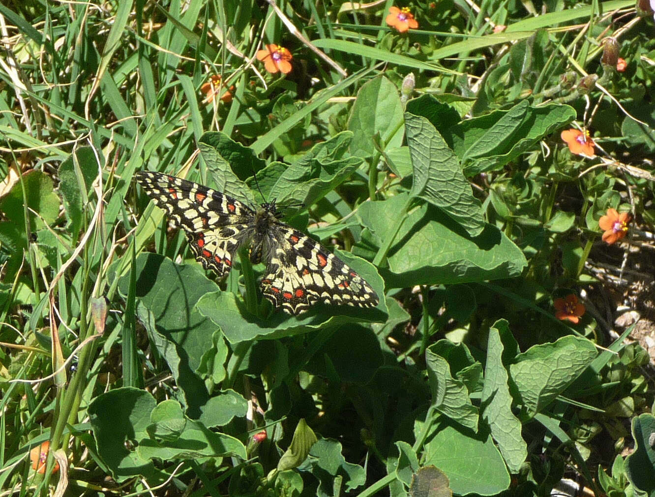 Image of Zerynthia rumina (Linnaeus 1758)